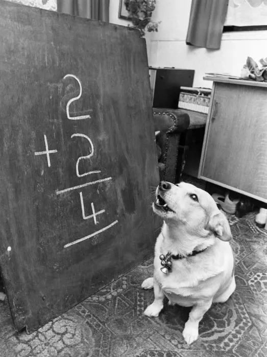 Framed Print : Patch the dog does a simple sum as she reads the numbers on a blackboard Framed Print : Patch the dog does a simple sum as she reads the numbers on a blackboard