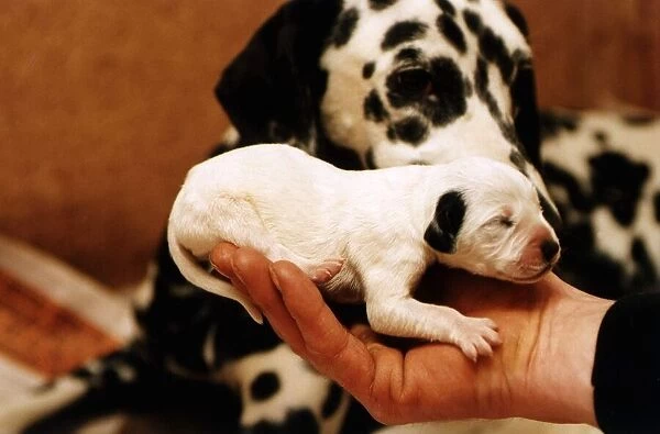 A patched puppy Dalmatian 2 days old The dog would normally be put down because of