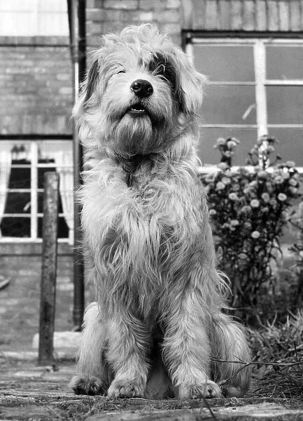 'Patch'the dog. September 1961 P007351
