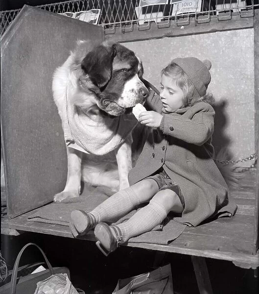Patience the St Bernard looks longly at her owner as she eats her sandwich at the 1956