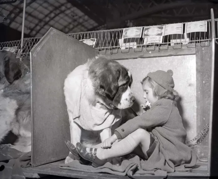 Framed Print : Patience the St Bernard looks longly at her owner as she eats her sandwich at the 1956 Framed Print : Patience the St Bernard looks longly at her owner as she eats her sandwich at the 1956