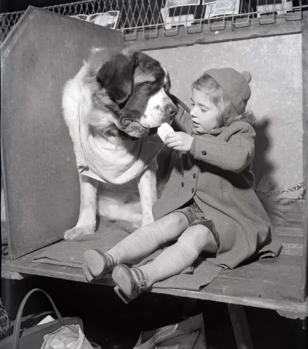 Framed Print : Patience the St Bernard looks longly at her owner as she eats her sandwich at the 1956