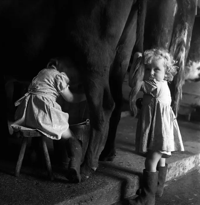 Framed Print : Patricia O Carroll milk cows a day at Hall Farm Stanmore Middlesex