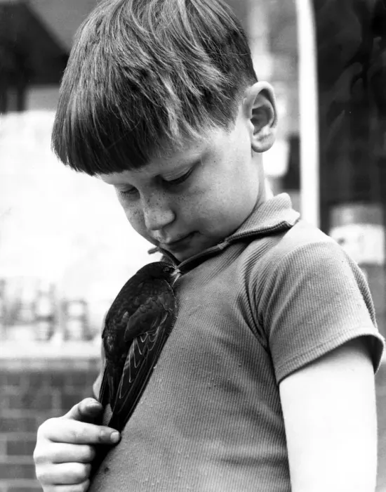 Framed Print : Paul Bartholomew and his pet swift which he rescued. 11th August 1967 P044331 Framed Print : Paul Bartholomew and his pet swift which he rescued. 11th August 1967 P044331