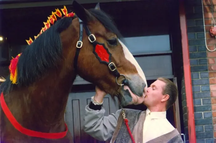 Framed Print : Paul Gascoigne (Gazza) with one of Newcastle Breweries Dray Horses Framed Print : Paul Gascoigne (Gazza) with one of Newcastle Breweries Dray Horses