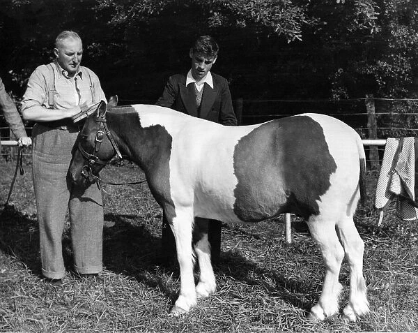 Paul the piebald pit pony, gets a wash and brush-up from Mr. L. Downie and Mr. W