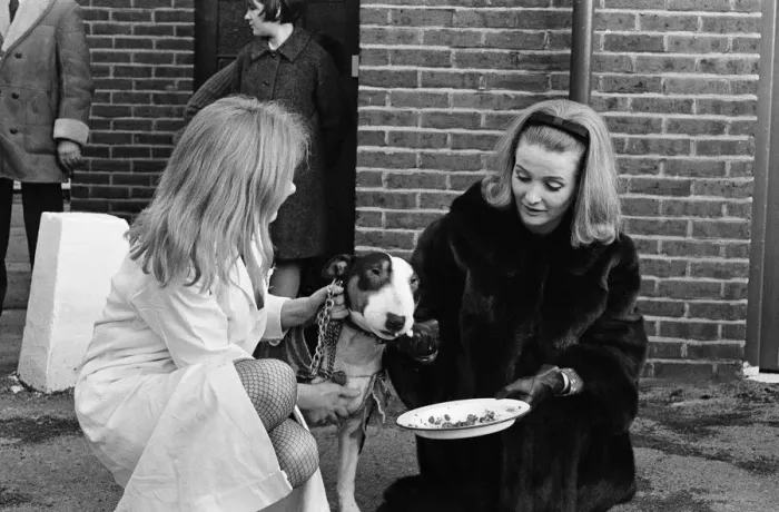 Framed Print : PDSA animal Christmas party. Pictured, Millicent Martin feeds one of the dogs Framed Print : PDSA animal Christmas party. Pictured, Millicent Martin feeds one of the dogs