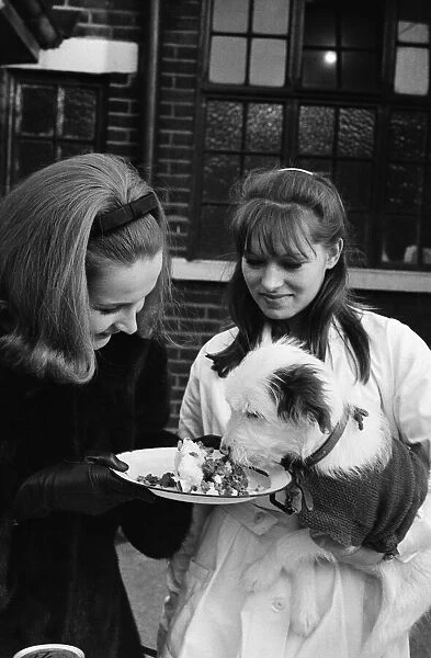 PDSA animal Christmas party. Pictured, Millicent Martin feeds one of the dogs