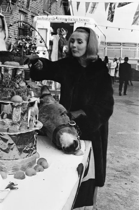 Framed Print : PDSA animal Christmas party. Pictured, Millicent Martin cuts the huge Christmas cake Framed Print : PDSA animal Christmas party. Pictured, Millicent Martin cuts the huge Christmas cake