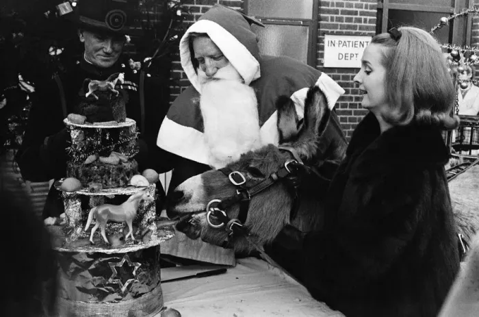 Framed Print : PDSA animal Christmas party. Pictured, Millicent Martin cuts the huge Christmas cake Framed Print : PDSA animal Christmas party. Pictured, Millicent Martin cuts the huge Christmas cake