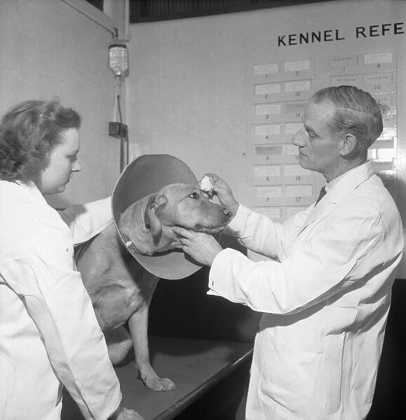 PDSA Hospital Ilford 19th March 1954 A veterinary assistant