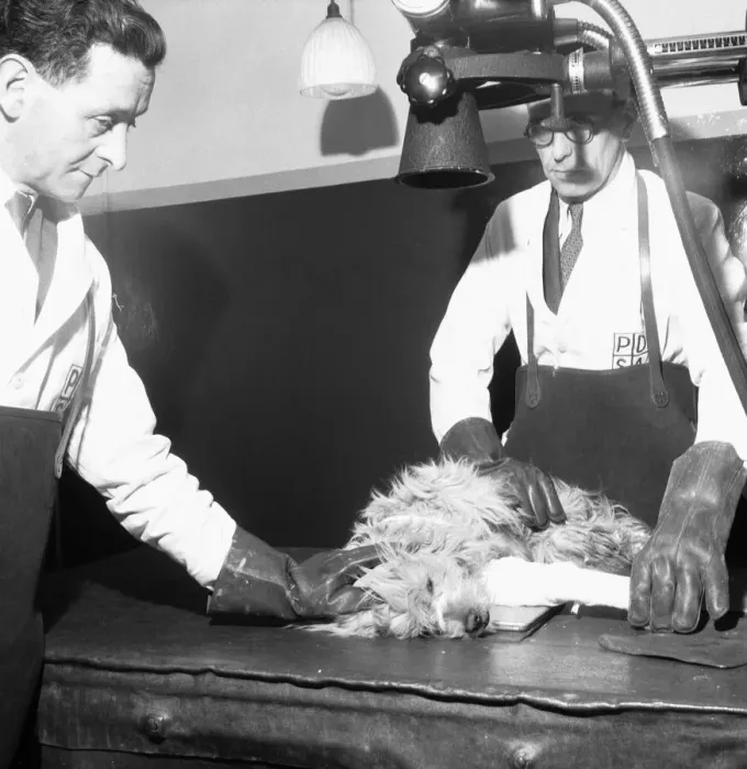 Framed Print : PDSA Hospital Ilford 19th March 1954 A veterinary assistant Framed Print : PDSA Hospital Ilford 19th March 1954 A veterinary assistant