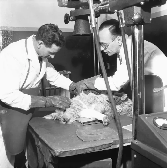 Framed Print : PDSA Hospital Ilford 19th March 1954 A veterinary assistant Framed Print : PDSA Hospital Ilford 19th March 1954 A veterinary assistant