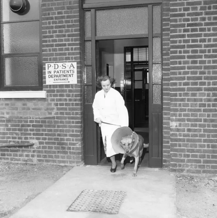 Framed Print : PDSA Hospital Ilford 19th March 1954 A veterinary assistant leads out one of