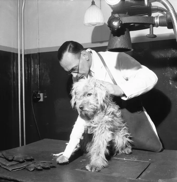 Framed Print : PDSA Hospital Ilford 19th March 1954 A veterinary assistant prepares a dog with a Framed Print : PDSA Hospital Ilford 19th March 1954 A veterinary assistant prepares a dog with a