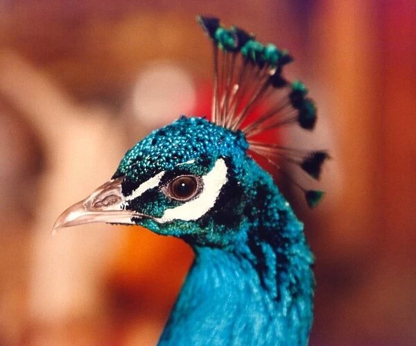 A Peacock