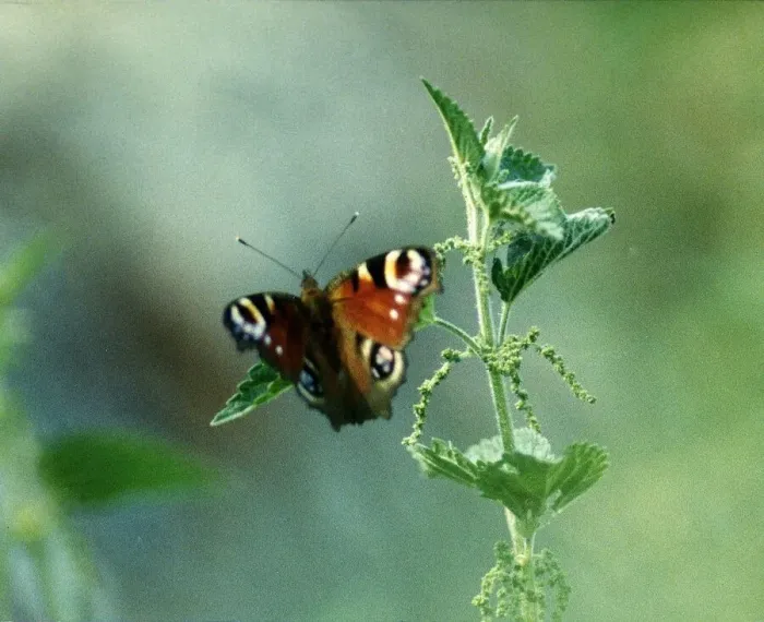 Framed Print : Peacock Butterfly Framed Print : Peacock Butterfly