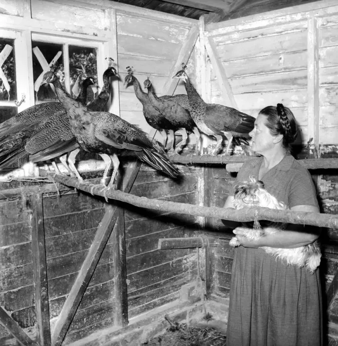 Framed Print : Peacock Farm: Farmers wife with peacocks for sale. 1959 Framed Print : Peacock Farm: Farmers wife with peacocks for sale. 1959