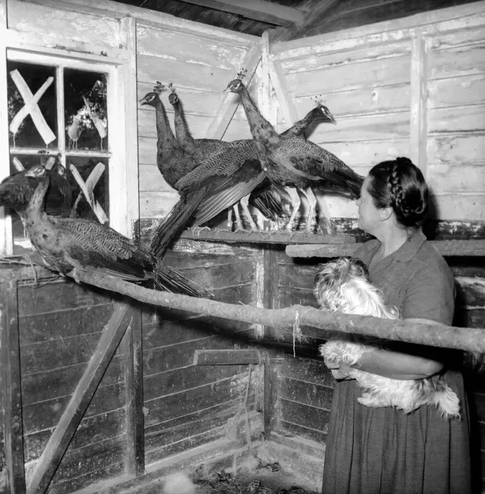 Framed Print : Peacock Farm: Farmers wife with peacocks for sale. 1959 Framed Print : Peacock Farm: Farmers wife with peacocks for sale. 1959