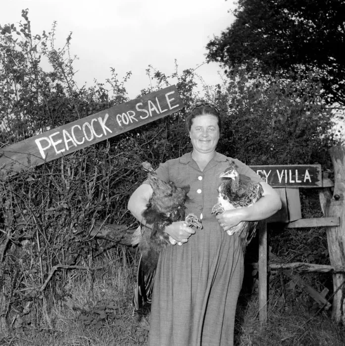 Framed Print : Peacock Farm: Farmers wife with peacocks for sale. 1959 Framed Print : Peacock Farm: Farmers wife with peacocks for sale. 1959