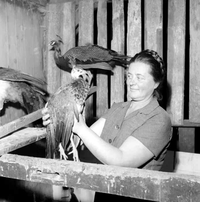Framed Print : Peacock Farm: Farmers wife with peacocks for sale. 1959 Framed Print : Peacock Farm: Farmers wife with peacocks for sale. 1959