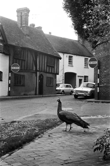 Framed Print : A Peacock in Warwick, Warwickshire, West Midlands. 28th October 1966 Framed Print : A Peacock in Warwick, Warwickshire, West Midlands. 28th October 1966