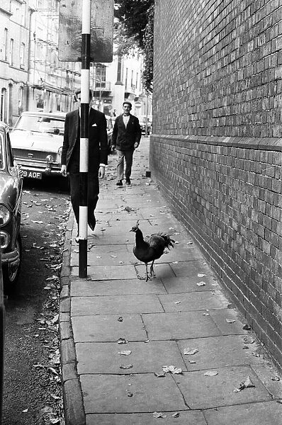 A Peacock in Warwick, Warwickshire, West Midlands. 28th October 1966