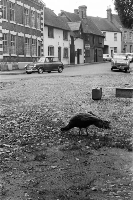 Framed Print : A Peacock in Warwick, Warwickshire, West Midlands. 28th October 1966 Framed Print : A Peacock in Warwick, Warwickshire, West Midlands. 28th October 1966