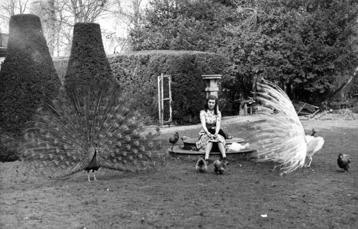 Framed Print : Peacocks show off their feathers in front of some of the Japanese Silkies on Hazels Farm Framed Print : Peacocks show off their feathers in front of some of the Japanese Silkies on Hazels Farm