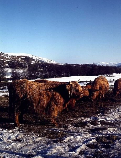 Pedigree Highland cattle on a farm at Luib in Perthshire, Scotland circa 1995