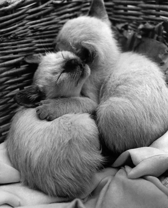 Framed Print : Pedigree Siamese Kittens belonging to Mrs. MacDonald of Ewell huddle together for warmth Framed Print : Pedigree Siamese Kittens belonging to Mrs. MacDonald of Ewell huddle together for warmth