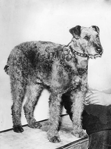 Pedro the dog. Owned by Mr J Longwell, Helendale, Cumbernauld, near Glasgow