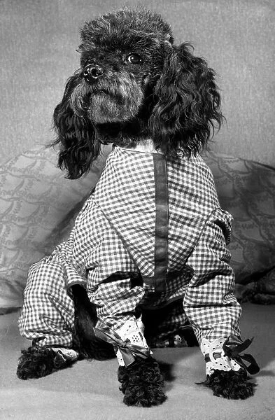 Peeny the Pyjama Poodle November 1964