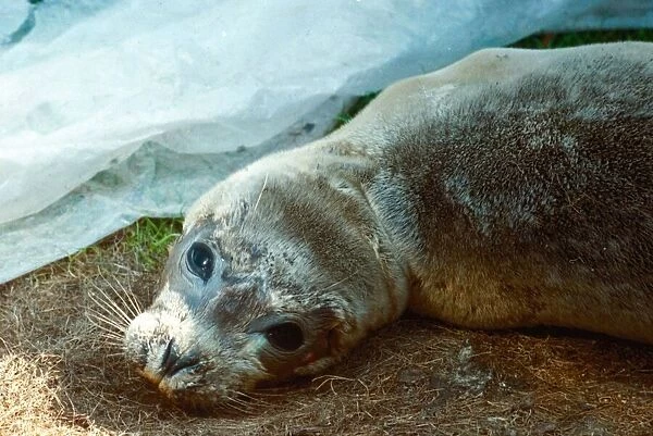 Peeps the Baby Seal who was dying from a killer virus recovering at the Norfolk Rescue