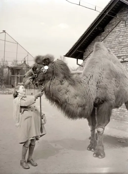 Framed Print : Peggy the Camel at London Zoo Young girl holding camel by reigns
