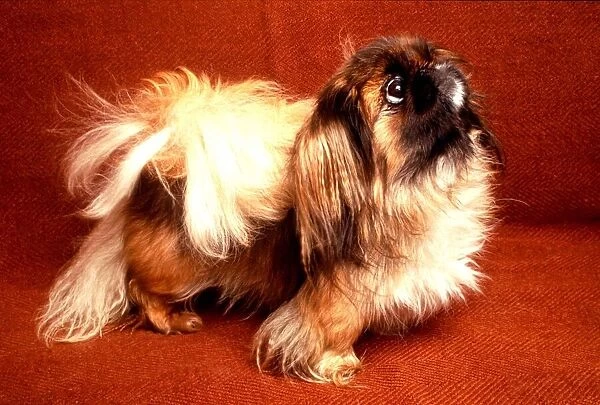 Pekinese Dog from the 101 Brainiest Dogs Competition. Cute animals ORBPOI  /  18