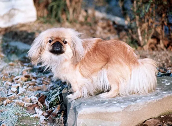 Framed Print : Pekinese Dog - 1968 Framed Print : Pekinese Dog - 1968