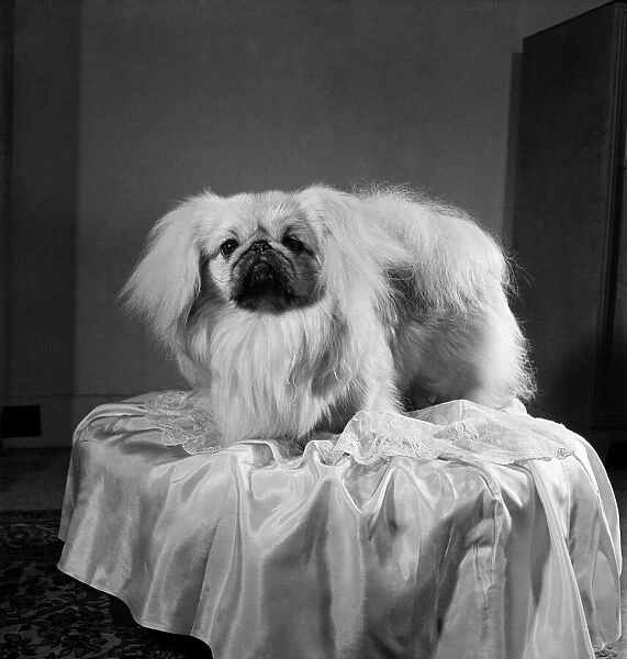 Pekinese dog. June 1952 C2813-001
