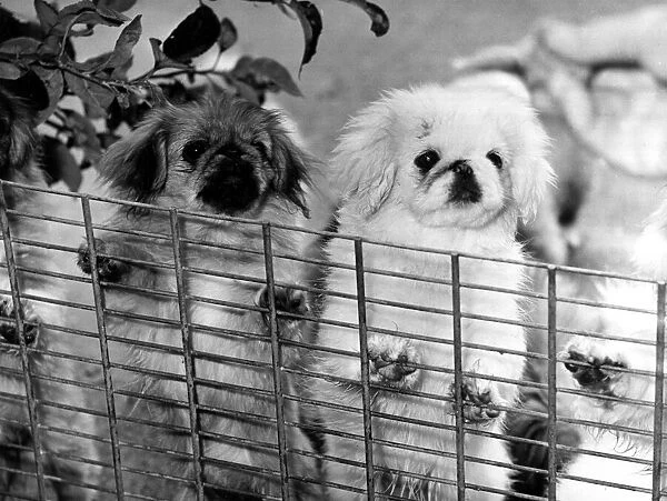 Pekinese dogs looking over a metal fence
