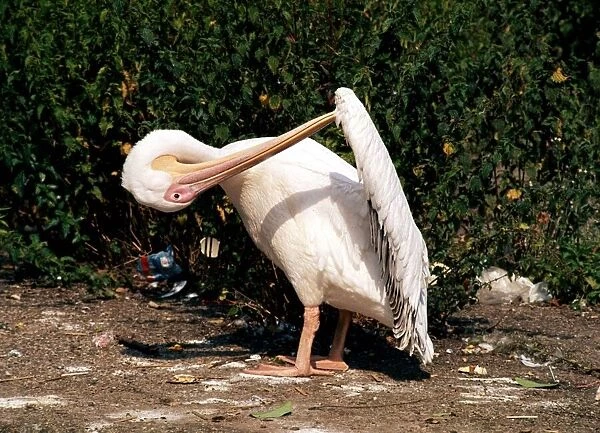 Pelican at Chester Zoo 1977 A©Mirrorpix