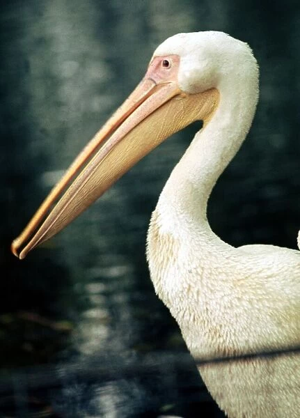 A pelican at Chester Zoo October 1977