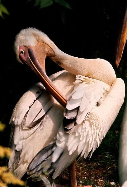 A pelican pruning its feathers May 1968