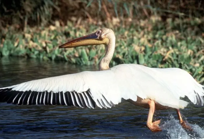 Framed Print : Pelican in Senegal circa 1985 Framed Print : Pelican in Senegal circa 1985