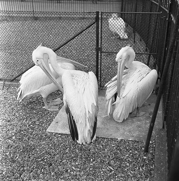 Pelicans preening themselves in their enclosure at London Zoo. 26th March 1954