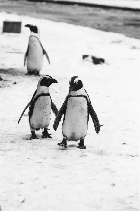 Framed Print : Pengiuns explore their enclosure at London Zoo following a fresh fall of snow Framed Print : Pengiuns explore their enclosure at London Zoo following a fresh fall of snow
