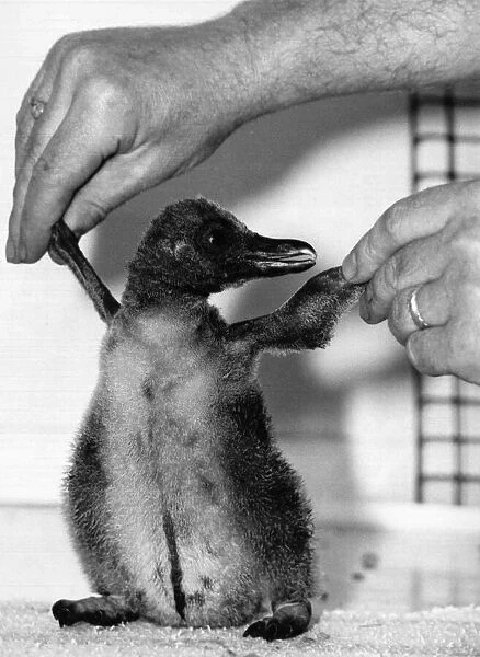 Penguin chick learning how to walk at Chessington Zoo, August 10th 1984
