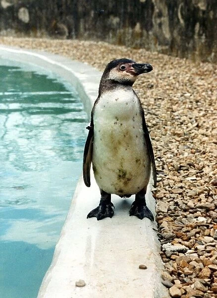 Penguin. Circa 1980