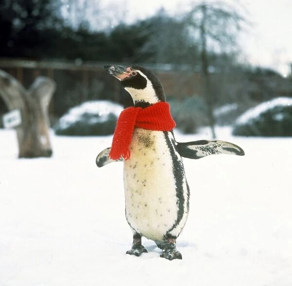 Penguin at Cotswold Wildlife Park Snow Reg Scarf Christmas Funny