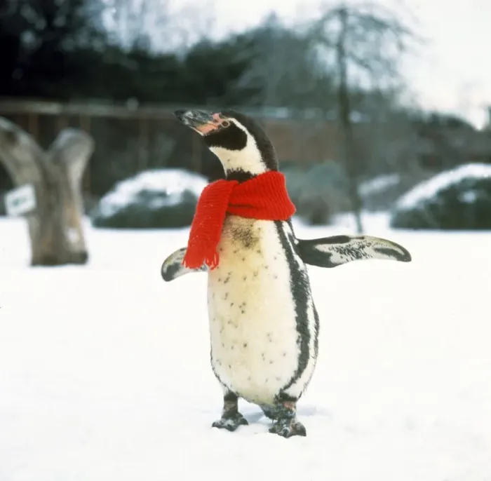 Framed Print : Penguin at Cotswold Wildlife Park Snow Reg Scarf Christmas Funny Framed Print : Penguin at Cotswold Wildlife Park Snow Reg Scarf Christmas Funny
