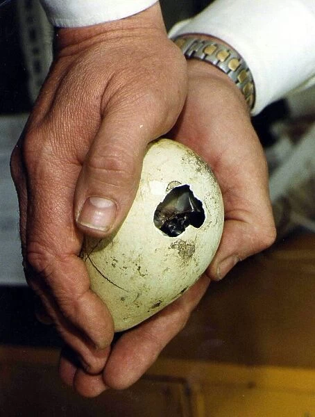 Penguin Egg. P92-259 19th March 1992 P044334